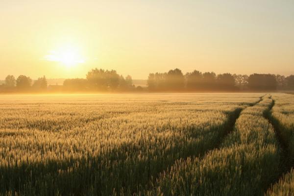 Rural Landscape