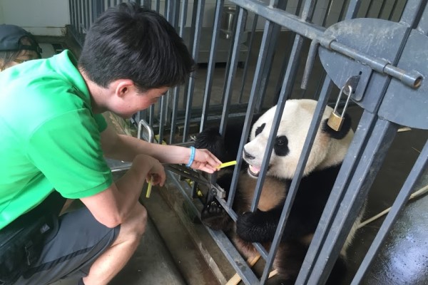 A student feeds a panda in a cage